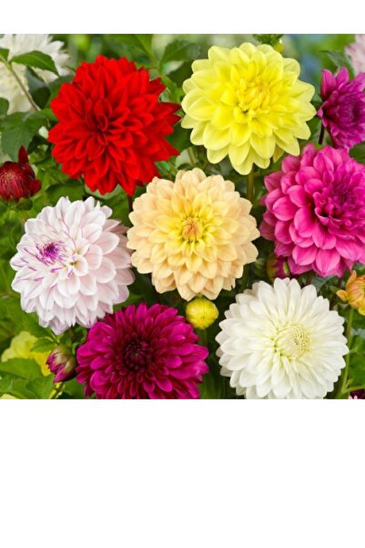 prestijiseed 50 Adet Karışık Dahlia Çiçek tohumu Yıldız Çiçeği Tohumu