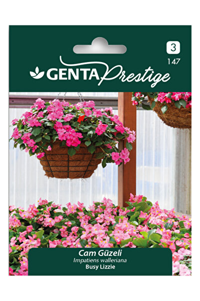 Genta Cam Güzeli Gölge Çiçeği Tohumu