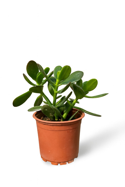 Floryalibotanik CRASSULA OVATA ŞANS PARA AĞACI - İÇ MEKAN SALON BİTKİSİ