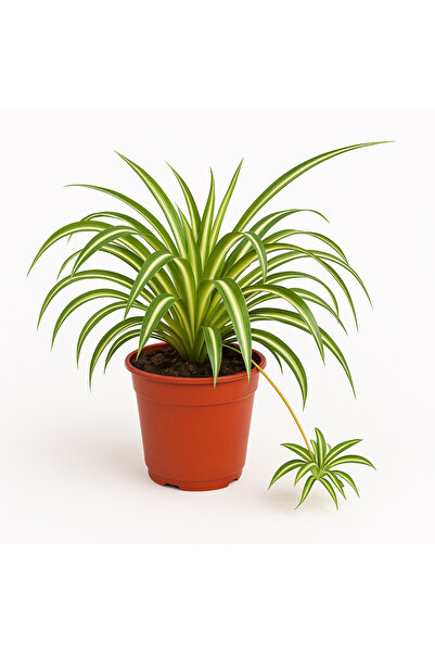 Floryalibotanik Kurdele Çiçeği - Chlorophytum Comosum - İÇ MEKAN SALON BİTKİSİ