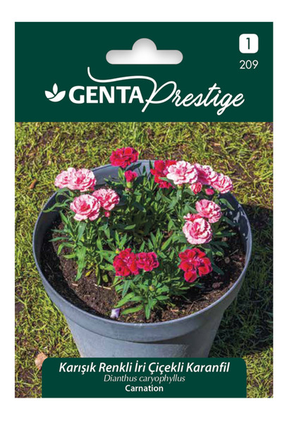 Genta Karışık Renkli İri Çiçekli Karanfil Tohumu