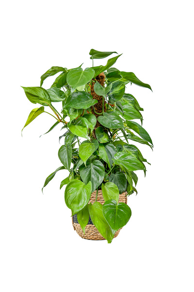 Fidanburada Patos Salon Sarmaşığı - (Philodendron Scandens Brasil) Siyah Şeritli Hasır Saksılı
