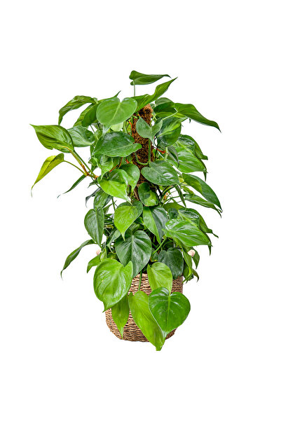 Fidanburada Patos Salon Sarmaşığı - (Philodendron Scandens Brasil) Basic Hası...