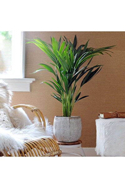 Fintarla Kentia Salon Palmiyesi 80-100 cm Salon Bitkisi