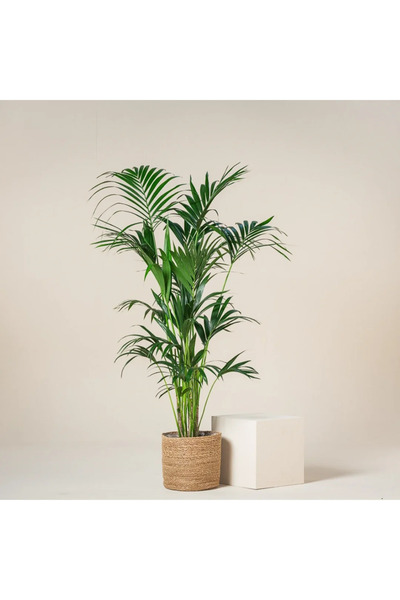 Fintarla Kentia Salon Palmiyesi 80-100 cm Salon Bitkisi