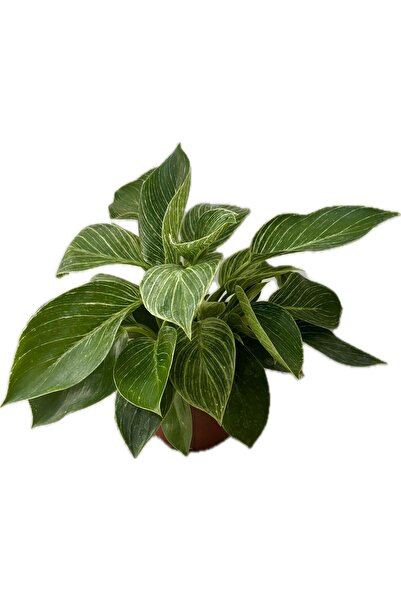 NO BRAND 🌿 Philodendron Birkin – Dekoratif Canlı Salon Bitkisi – Özel Desenl...