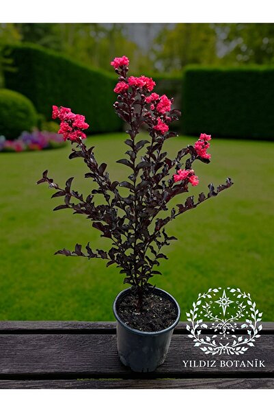 YILDIZ BOTANİK Bordo Yapraklı Kırmızı Çiçekli Oya Ağacı Fidanı Lagerstroemia ...
