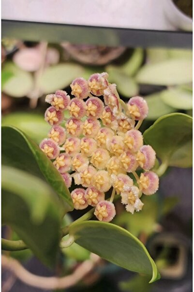 PLANT Hoya Obscura Albomarginata Mum Çiçeği