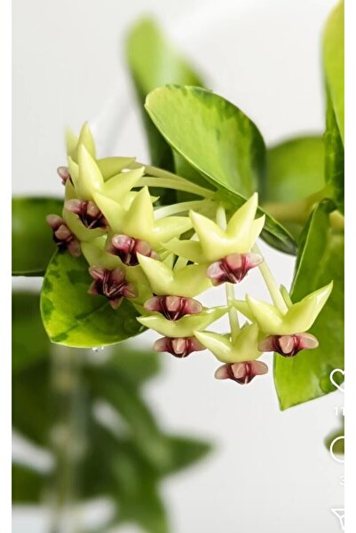 PLANT Hoya Cummingiana Variegata Mum Çiçeği