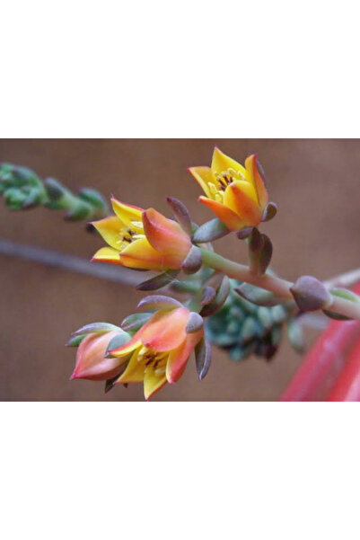 SukuLand Echeveria victor ithal koleksiyonluk özel tür sukulent 5,5cm saksıda