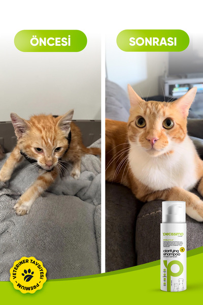 Petissimo Care Arındırıcı Kedi Şampuanı - Pire Parazit Kene Karşıtı Kedi Şampuanı - 200 ml