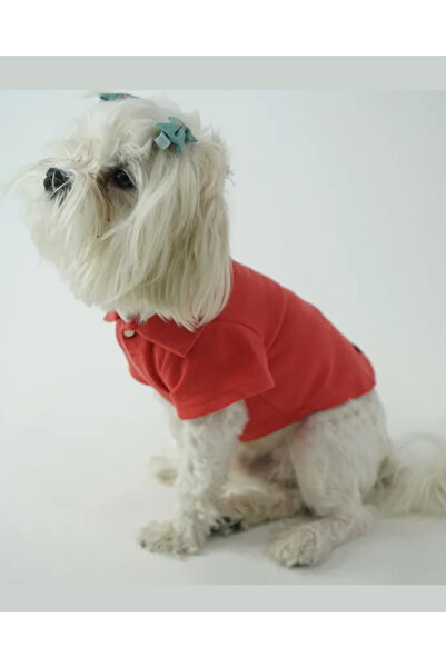 Kedi - Köpek Polo Yaka Tişört Narçiçeği