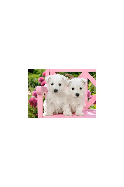 Castorland Παζλ - Κουτάβια Λευκό Τεριέ, 120 κομμάτια