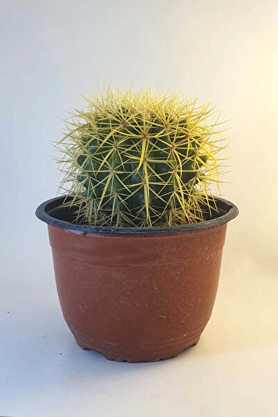 Le Bitki Atölyesi Altın Fıçı Echinocactus Grusonii 14cm Kaktüs - Saksı Çap: 2...