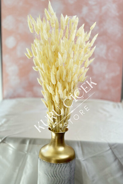 Natural Dried Shocked White Cottonseed, Rabbit Tail, Lagurus (30 - 40 Pcs)