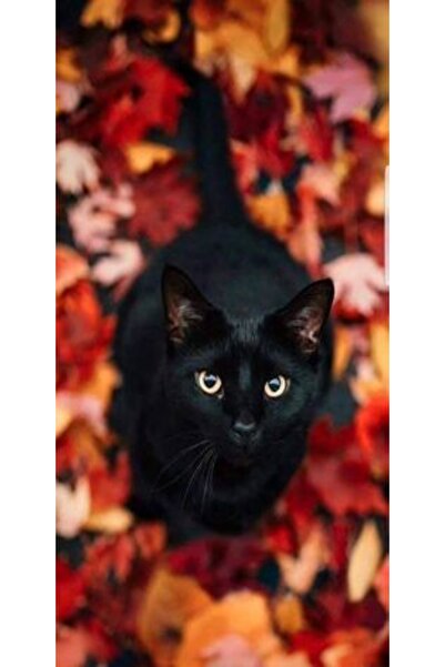 Atlas Husa Personalizata APPLE iPhone XS Black Cat