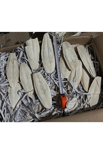 Heraklia Hobi Jumbo Boy Kalamar Kemiği 15/25 cm 3Adet