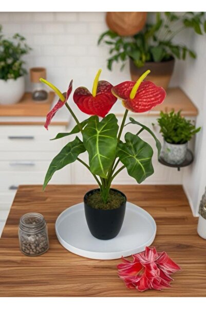 Nettenevime Yapay Çiçek Antoryum Siyah Saksılı Yapay Bitki Salon Çiçeği Kırmızı