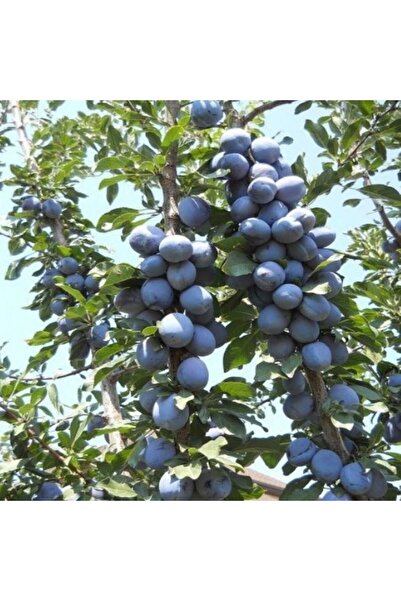 Smargat Tüplü 3 Yaş Birton Erik Fidanı Aşılı Erik Fidanı (150-180 cm)