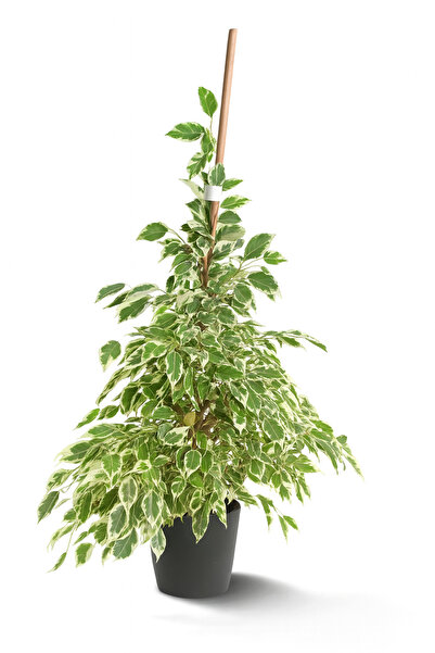 Floryalibotanik Alacalı Benjamin Bitkisi İç Mekan Salon Çiçeği