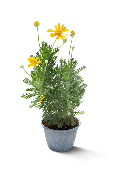 Floryalibotanik EURYOPS BİTKİSİ - BAHÇE VE BALKON İÇİN ÇİÇEKLİ SARI PAPATYA