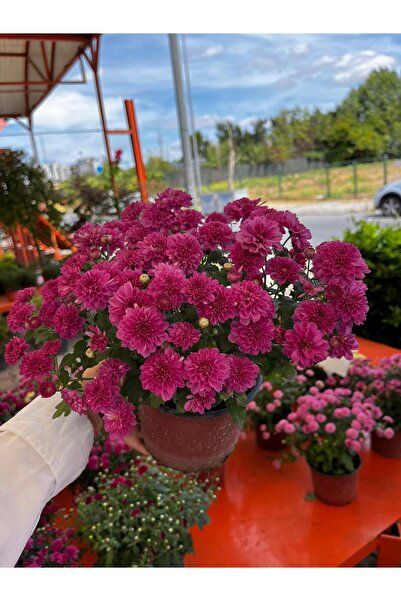 Floryalibotanik SAKSIDA PEMBE ÇİÇEKLİ KASIMPATI BİTKİSİ - BAHÇE BALKON BİTKİSİ