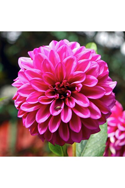 prestijiseed 10 Adet Pembe Dahlia Çiçek tohumu Pembe Yıldız Çiçeği Tohumu