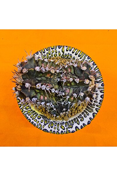 Yağmur Kaktüs Gymnocalycium Trex 5,5 cm Özel Tür Kaktüs