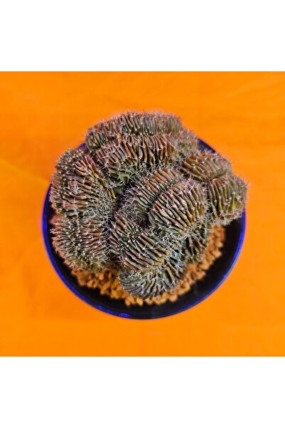 Yağmur Kaktüs Gymnocalycium Cristat 11 cm Özel Tür Kaktüs