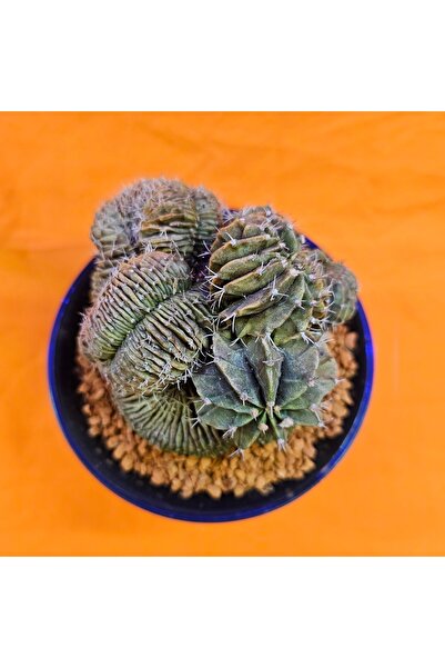 Yağmur Kaktüs Gymnocalycium Cristat 13 cm Özel Tür Kaktüs