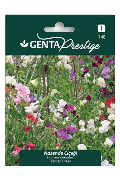 Genta Nazende Çiçeği Tohumu