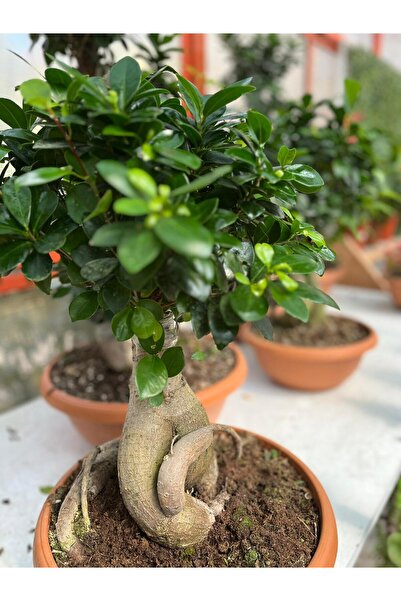Floryalibotanik Ficus Gingseng - Bonsai Ağacı - İç Mekan Salon Bitkisi Saksı Çapı Boyu 30-40 Cm