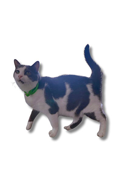 Patili Avm Köpek Kedi İçin Pire Tasması – Uzun Süre Etkili, Su Geçirmez, Ayarlanabilir, Doğal Koruma