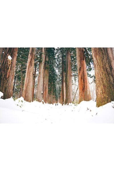 OEM Tablou Canvas, Peisaj cu padure arbori Sequoia gigant, 100x70 cm