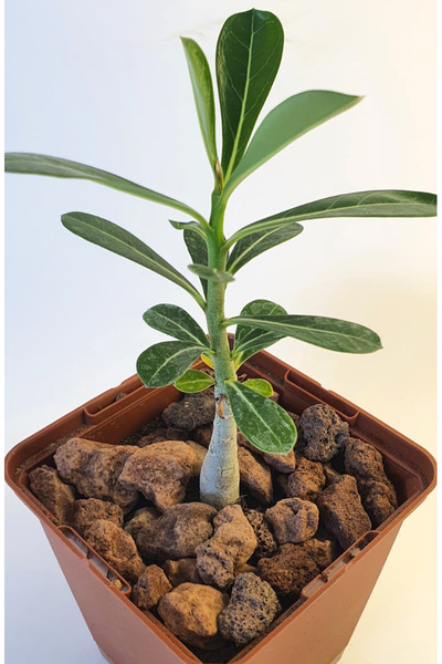 Le Bitki Atölyesi Adenium Çöl Gülü 8cm 1,5 Yaşında Egzotik & Koleksiyonluk Bi...