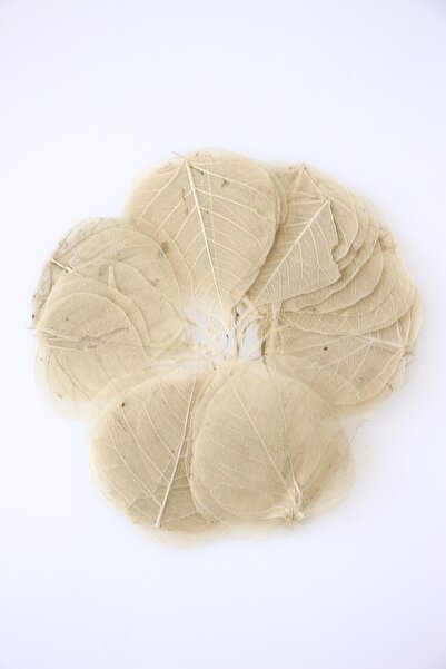 Yapay Çiçek Deposu 45Li Paket Kurutulmuş Skeleton Yaprağı Krem(Küçük Boy)