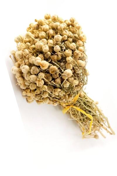 aktarloji 1 Adet Üzerlik Otu Bağ