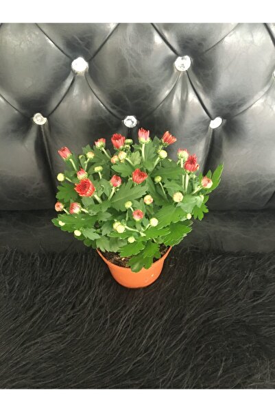Çiçek Canlı Kasımpatı ( Krizantem )
