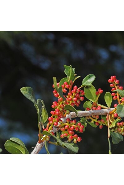 AnamurNaturel Tüplü Bıttım Ağacı Fidanı