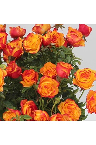 ÇİÇEKFLİX Yavruağzı Turuncu Gül 1. Kalite 30 40 cm