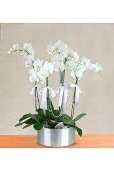 Köy Tohumları 5 Adet Tohum Nadir Bulunan Beyaz Orkide Çiçeği Çiçek Tohumu Saksı Toprak Hediyemiz