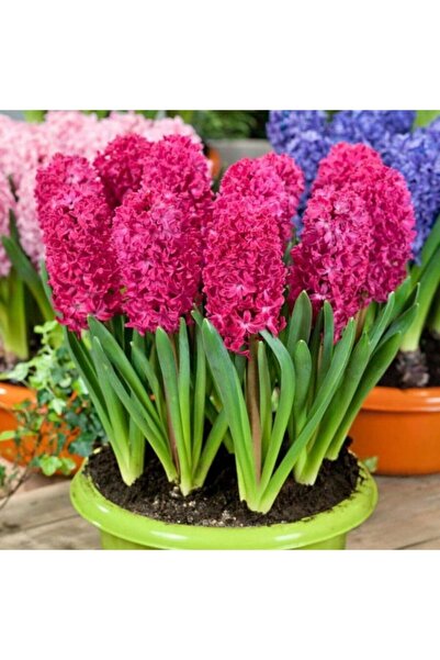 LOBELYA TOHUMCULUK 5 Adet Fuşya Renkli Sümbül Çiçeği Soğanı Kokulu