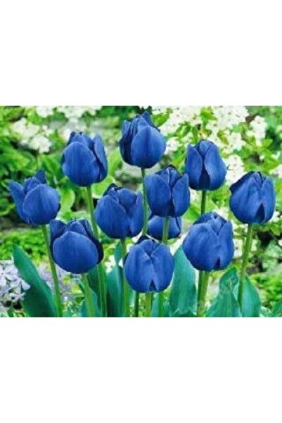 LOBELYA TOHUMCULUK 5 Adet Mavi Renkli Lale Çiçek Soğanı