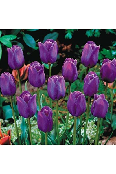 LOBELYA TOHUMCULUK 5 Adet Mor Renkli Lale Çiçek Soğanı