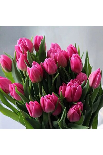 LOBELYA TOHUMCULUK 5 Adet Koyu Pembe Renkli Lale Çiçek Soğanı