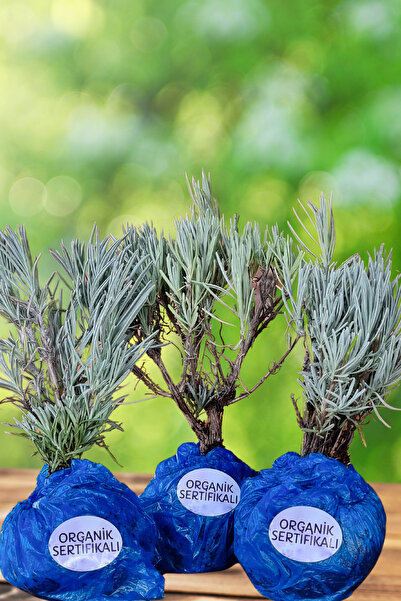 EGET Organik Lavanta Fidesi-6 Adet