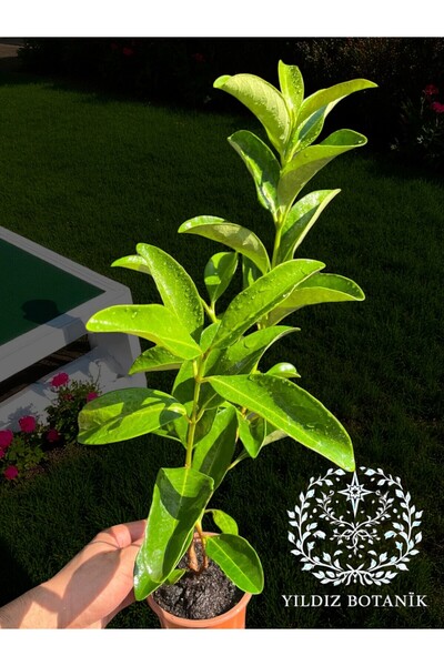 YILDIZ BOTANİK Parlak Yapraklı Kartopu Çiçeği Çit Bitkisi Viburnum Licudum Fidanı 30-40 CM