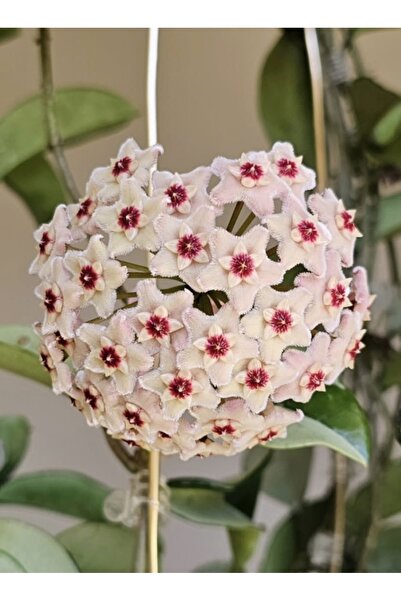 PLANT Hoya AH 074 Mum Çiçeği