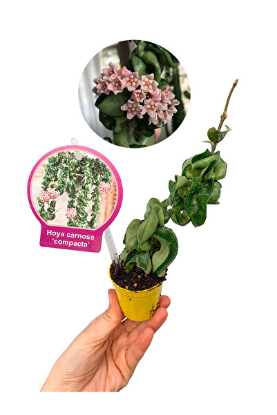 retro çiçekçilik Hoya Compacta Kıvrık Yapraklı Mum Çiçeği