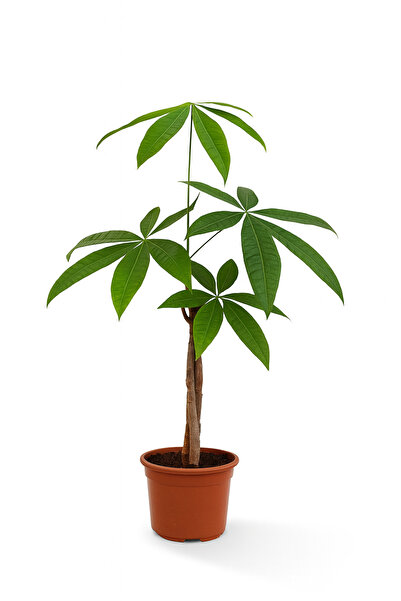 Floryalibotanik Pachira - Para Ağacı Canlı Salon Bitkisi 50 - 60 cm